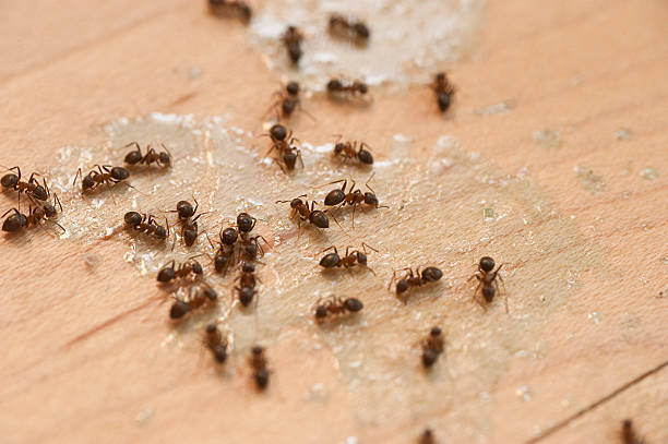 Best Bed Bug Extermination  in Wakefield, NE